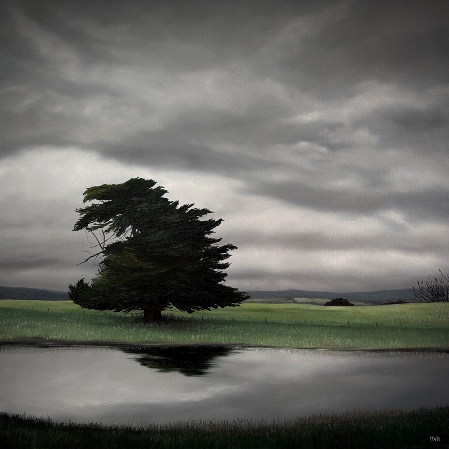 Old Pine Reflections