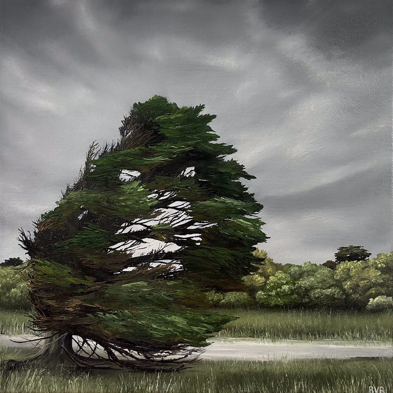 Windswept Pine